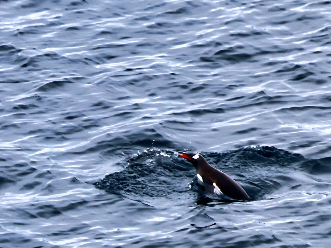 Bahia Paraiso-Antarctic Peninsula必去景点