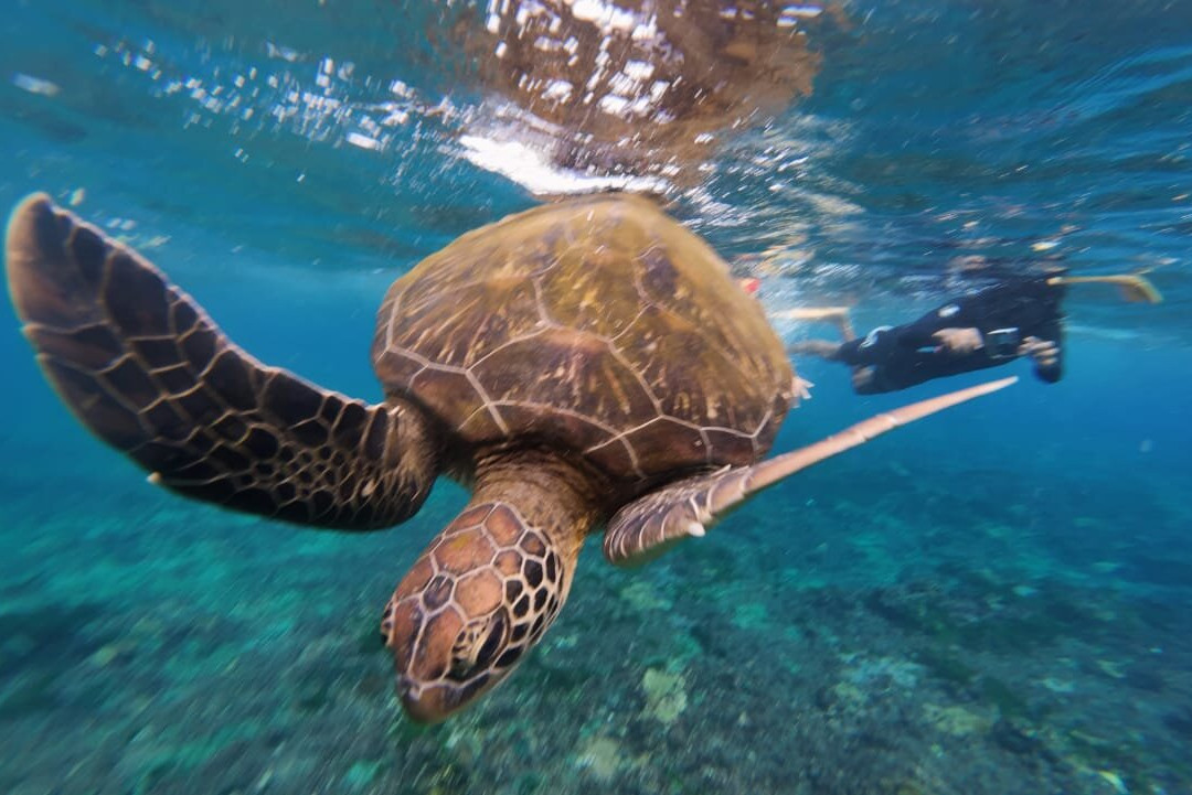 Captain Yin Yang-Pejukutan必去景点