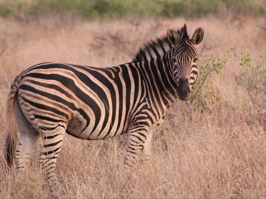 The Safari Beyond-尼斯普鲁特必去景点