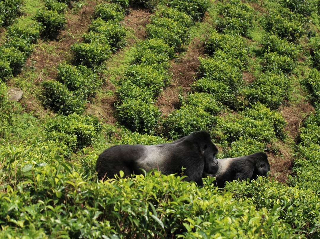 Trek Africa Expeditions-Lyamutundwe必去景点
