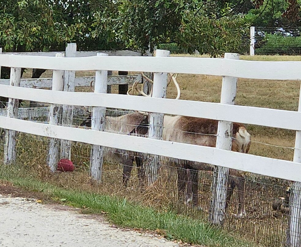 Hardy's Reindeer Ranch-Rantoul必去景点