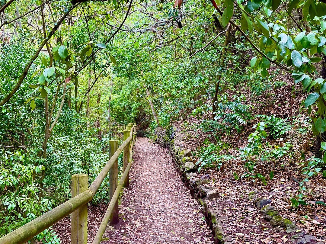 Los Tilos de Moya-Moya必去景点