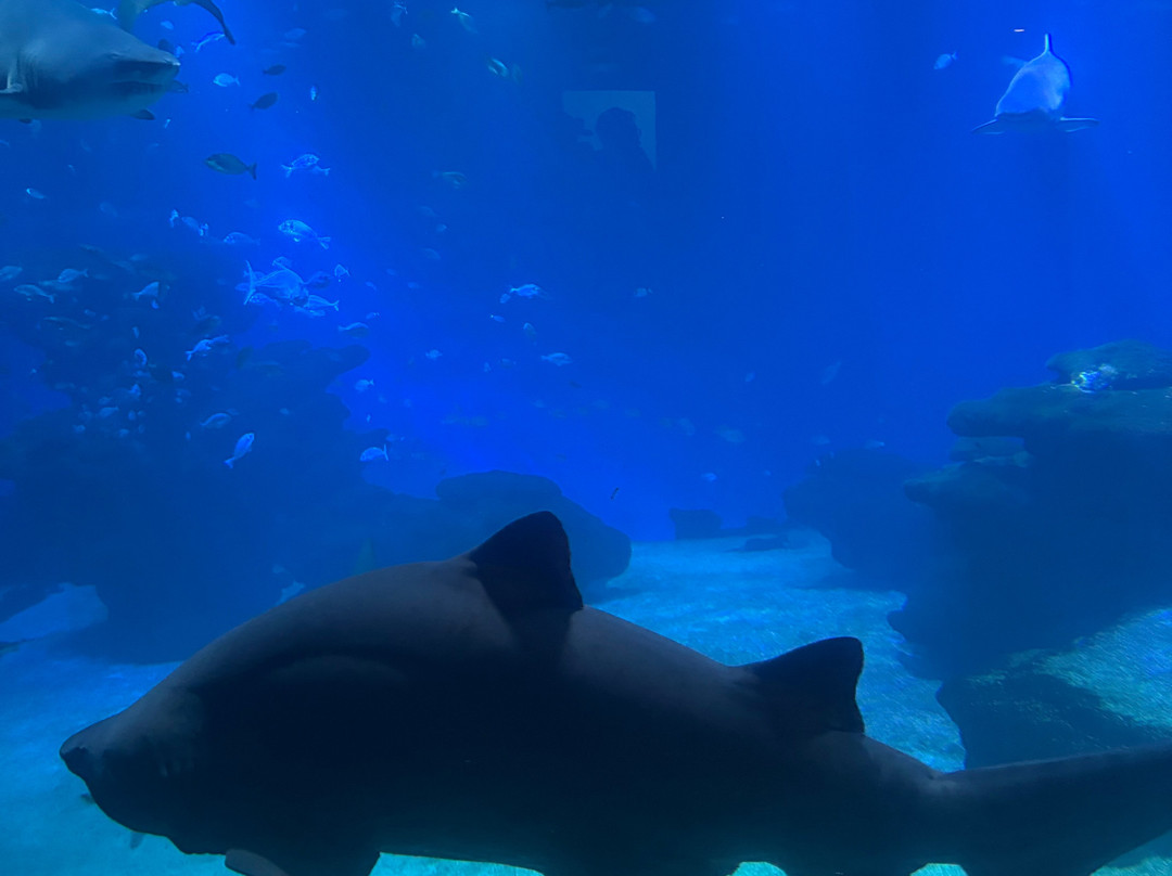 巴尔马水族馆-马洛卡帕尔马必去景点