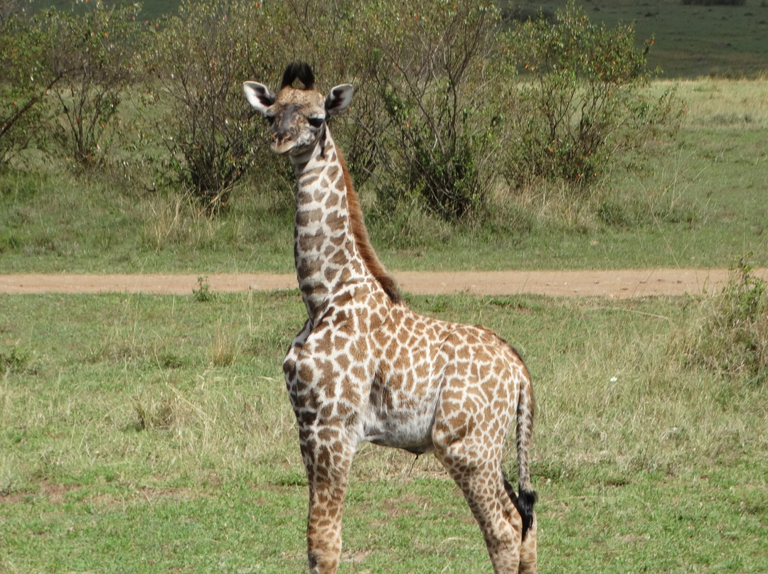 Bateleur Eagle Safaris-内罗毕必去景点