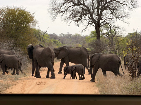 Bushbaby Tours And Transfers-霍德斯普鲁特必去景点