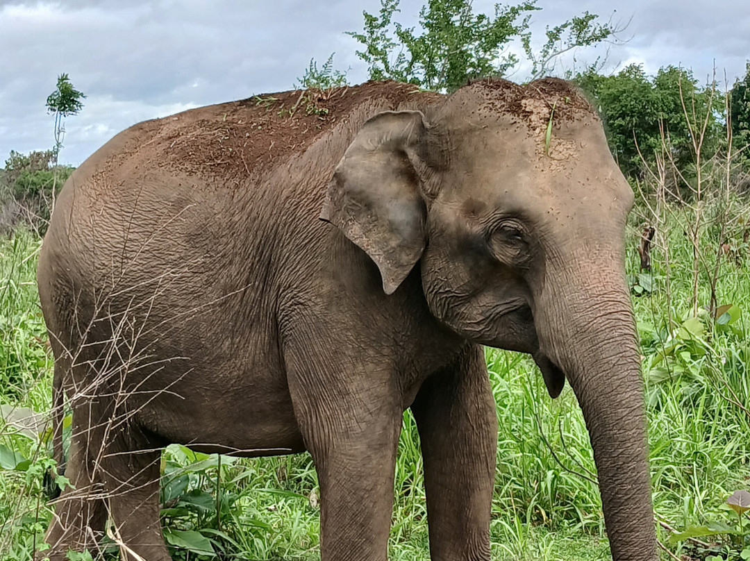 Good Holiday Tours-科伦坡必去景点