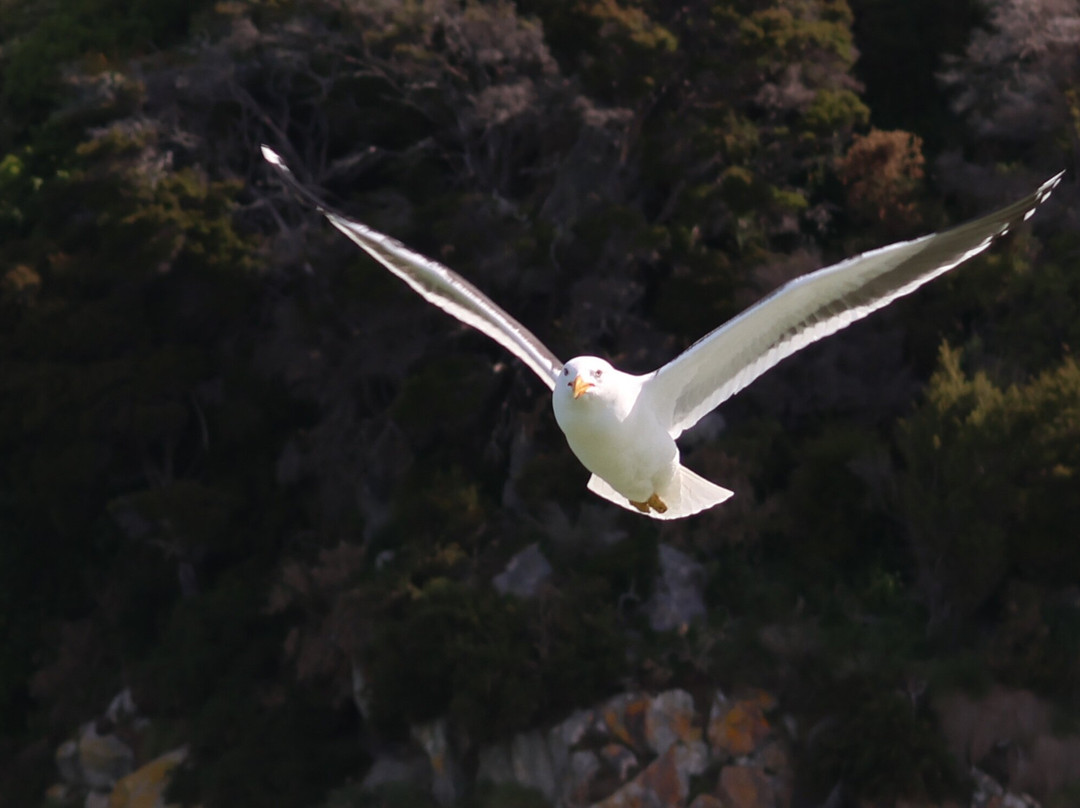 Split Apple Rock Cruise-凯特里特里必去景点