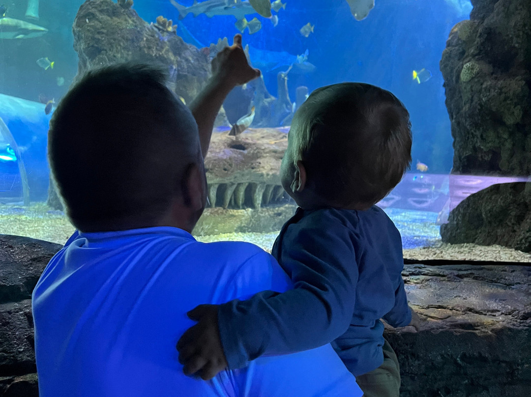 SEA LIFE Benalmadena-班纳玛德纳必去景点