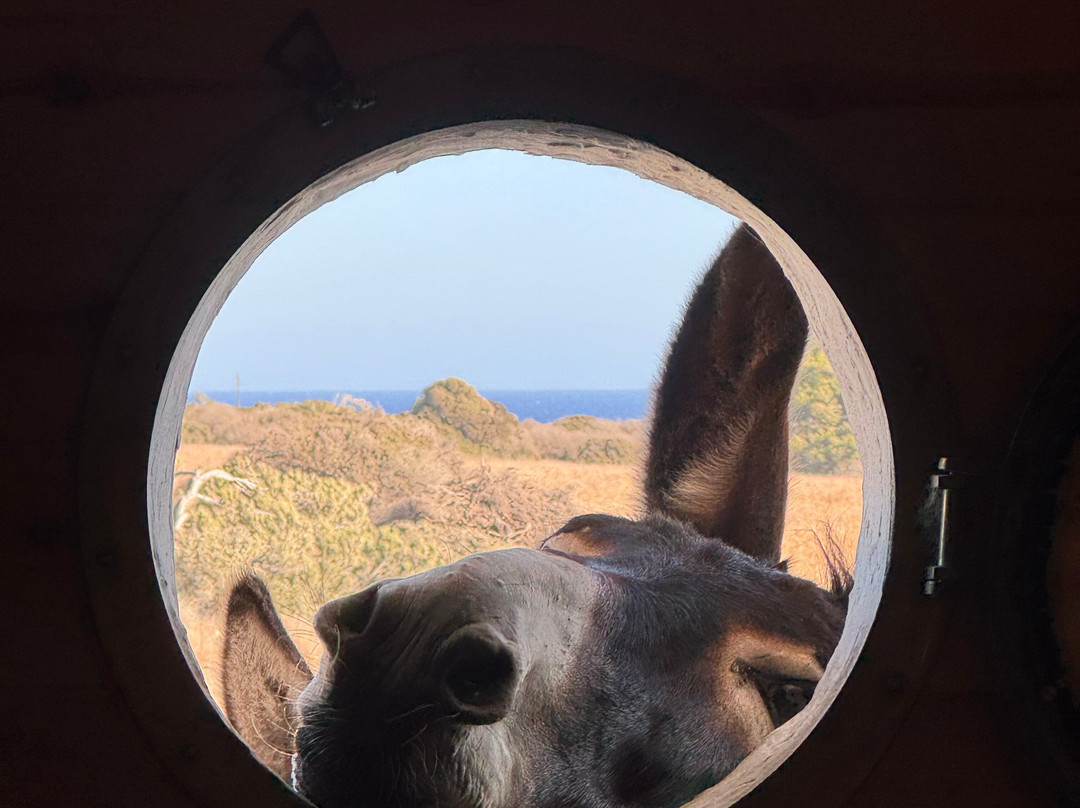 Happy Ears Donkey Sanctuary-Lachania必去景点