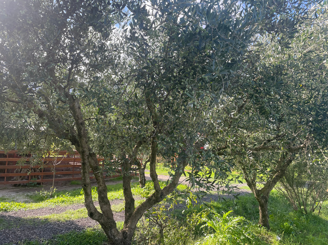 Therianos Family Farm-Kallithea必去景点