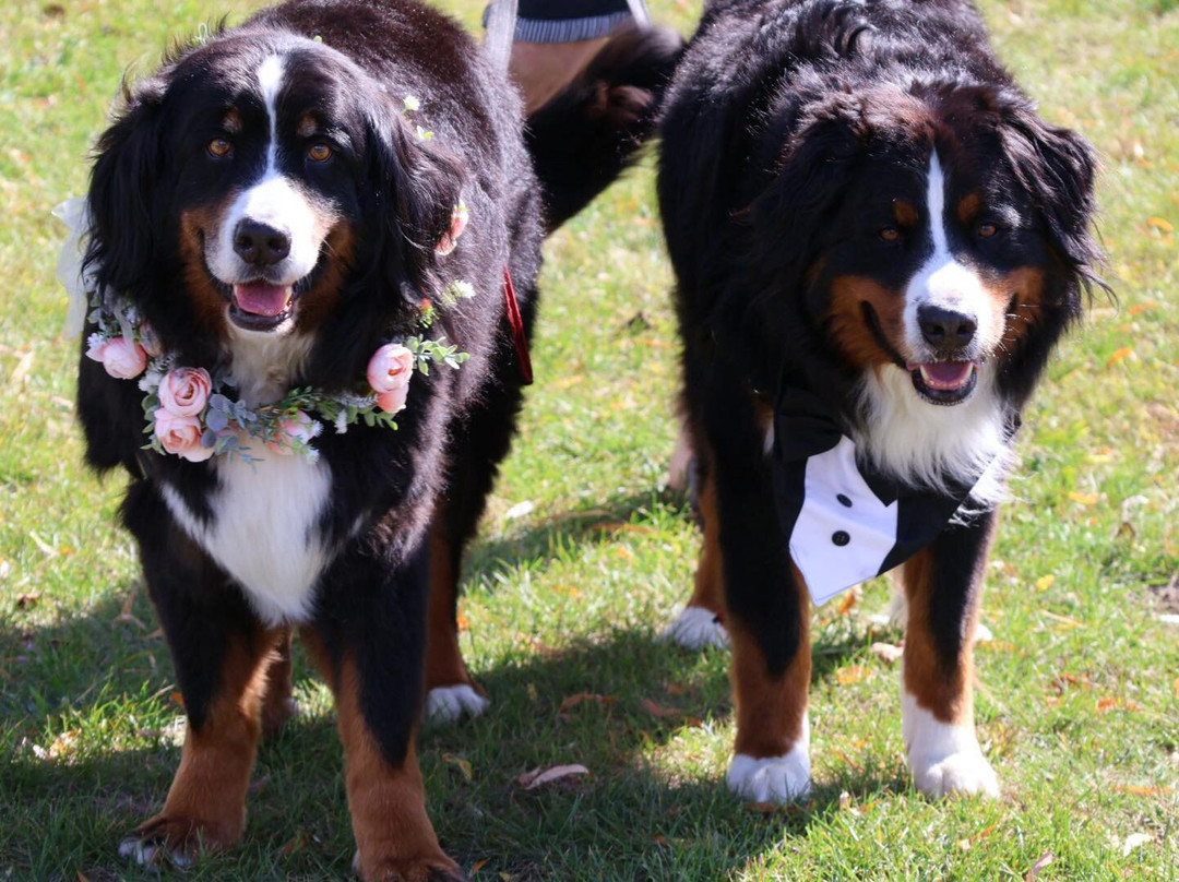 Elope Niagara's Little Log Wedding Chapel-Stevensville必去景点