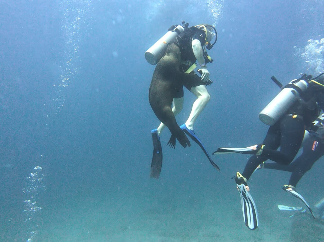 Dive in la Paz-拉巴斯必去景点