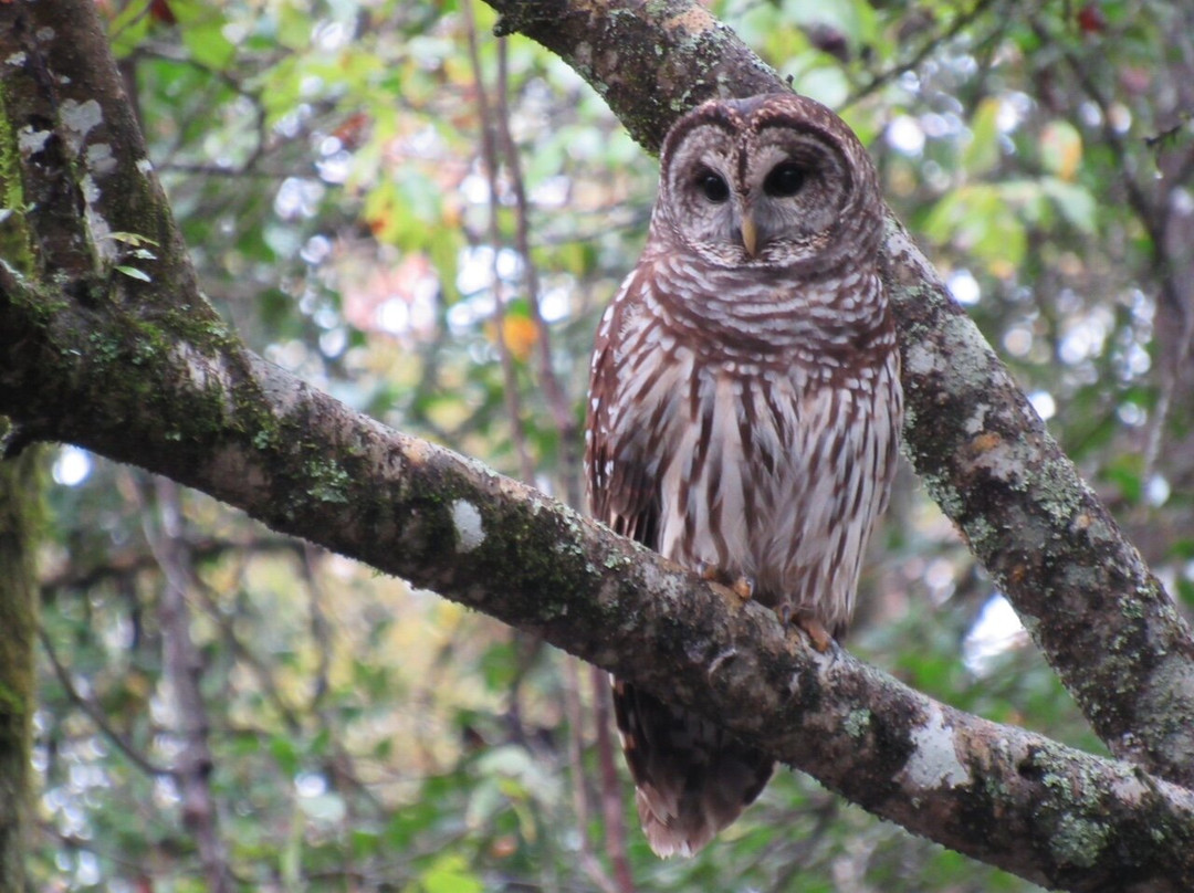 Carolina Outdoor Adventures-厄莫必去景点
