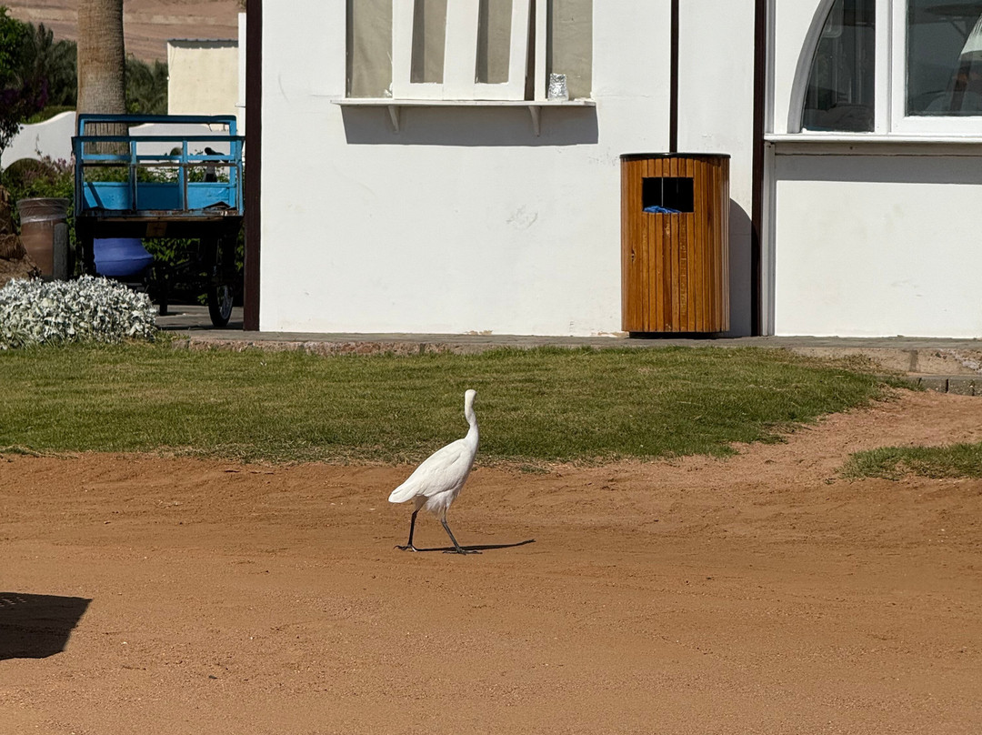 Safir Dahab Resort主图