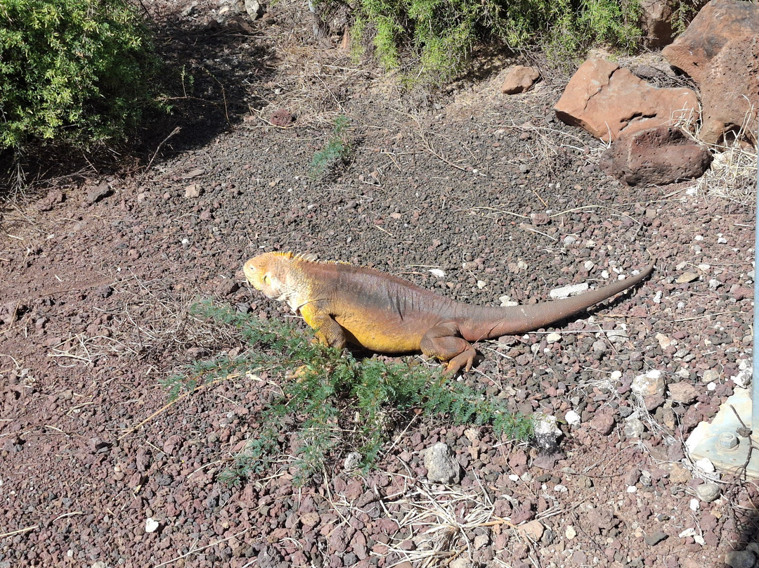 Smart Galapagos-阿约拉港必去景点