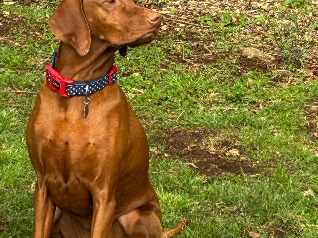 The Truffle Farm Tasmania-德洛兰恩必去景点