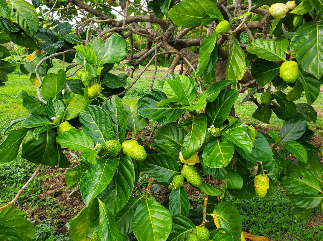 Hawaiian Organic Noni-基拉韦厄必去景点