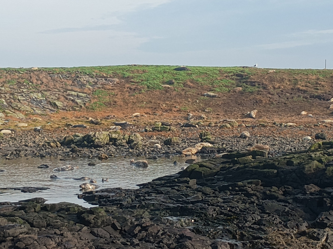 Billy Shiel's Boat Trips-Seahouses必去景点