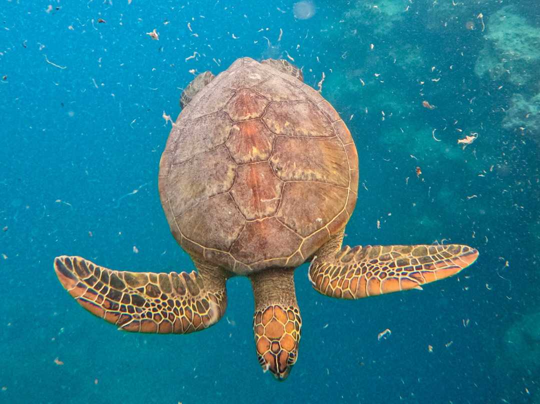Kali & Kato's Rarotonga Turtle Tours-Takitumu District必去景点