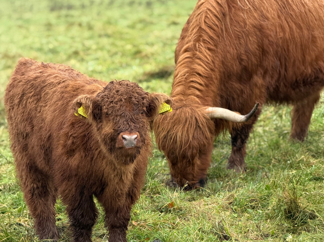 Nether Glenny Farm - Coos and Views-斯特灵必去景点