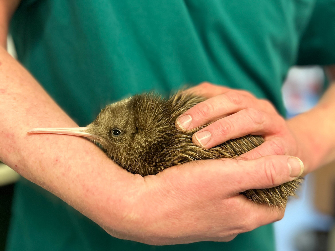 西海岸奇异鸟馆-弗朗茨约瑟夫（冰川）必去景点