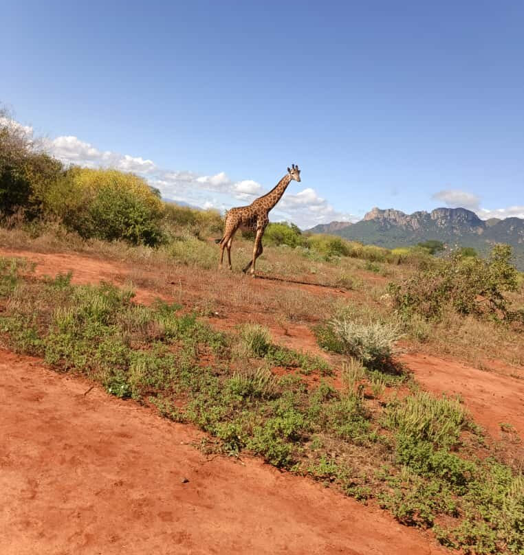 Kedi Trail-Voi必去景点