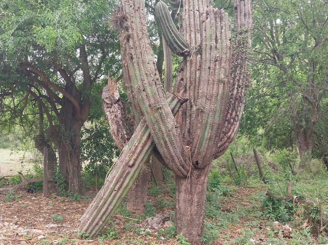 Cabalgatas Gauchas-萨尔塔必去景点