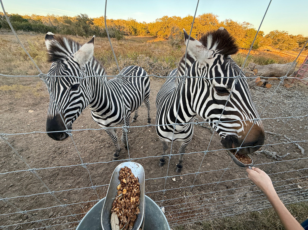 Grapetown Vineyard-弗雷德里克斯堡必去景点