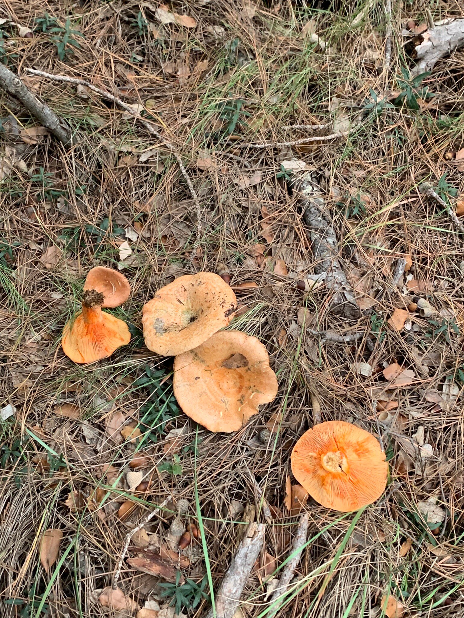 Albergue La Parreta-官方