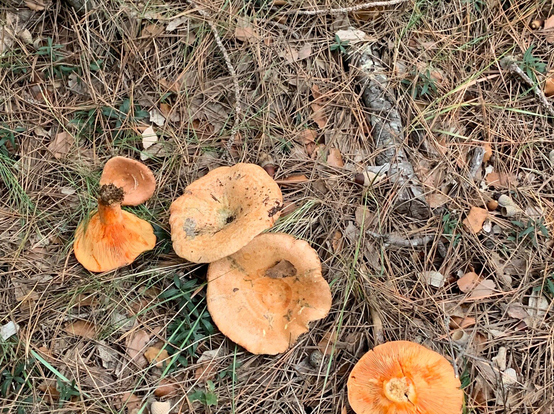 Albergue La Parreta主图