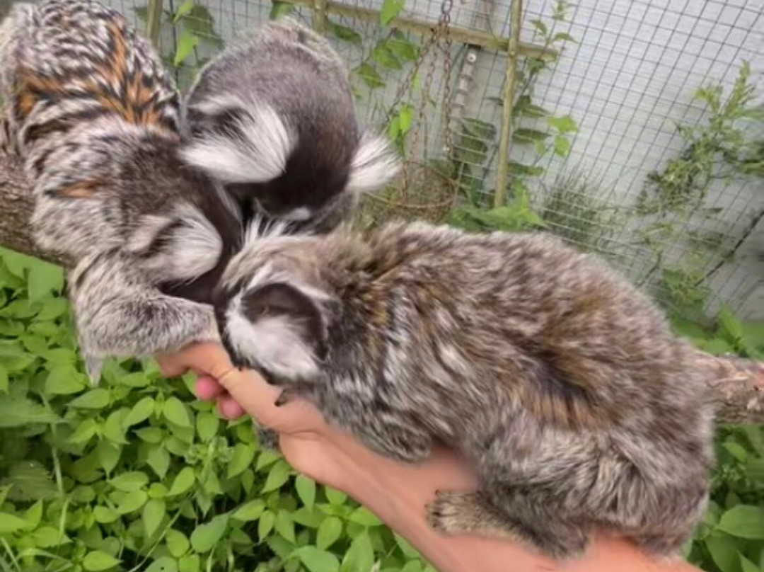 Monkey World-希勒洛必去景点