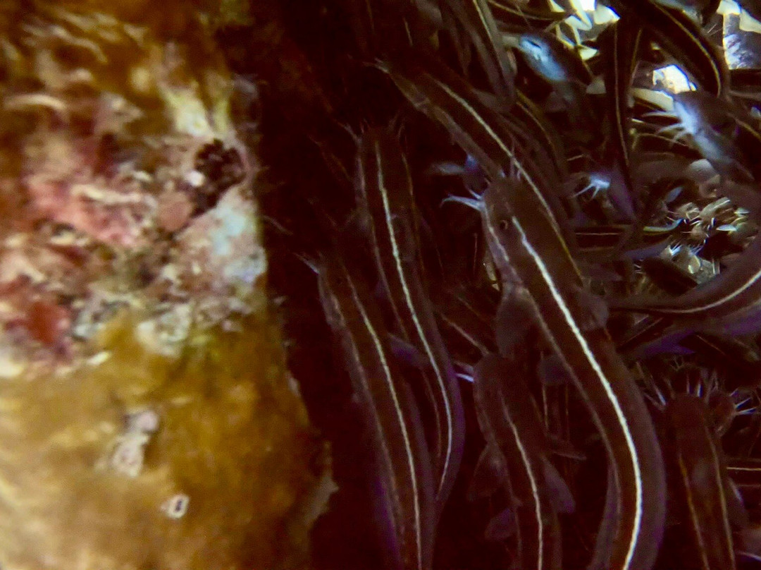 iDive Diving Centre-马卡迪湾必去景点