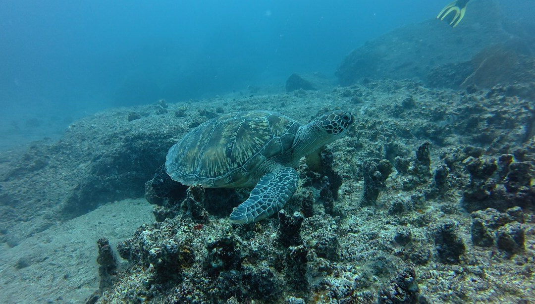 Maritim Diving Centre-巴拉克拉瓦必去景点