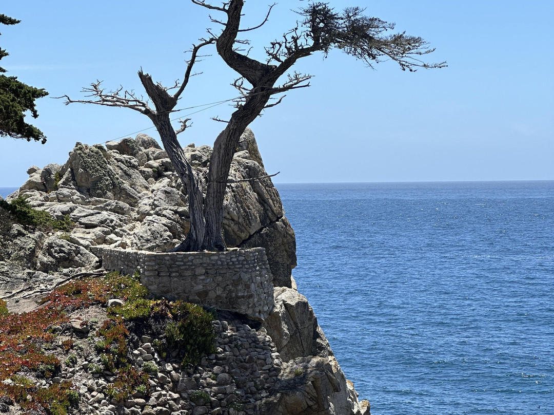 Lone Cypress-圆石滩必去景点
