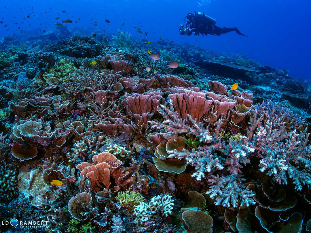 Dragon Dive Komodo-Labuan Bajo必去景点