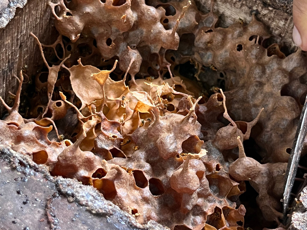 Manuel Antonio Bee Farm Tour-哥斯达黎加安东尼奥国家公园必去景点