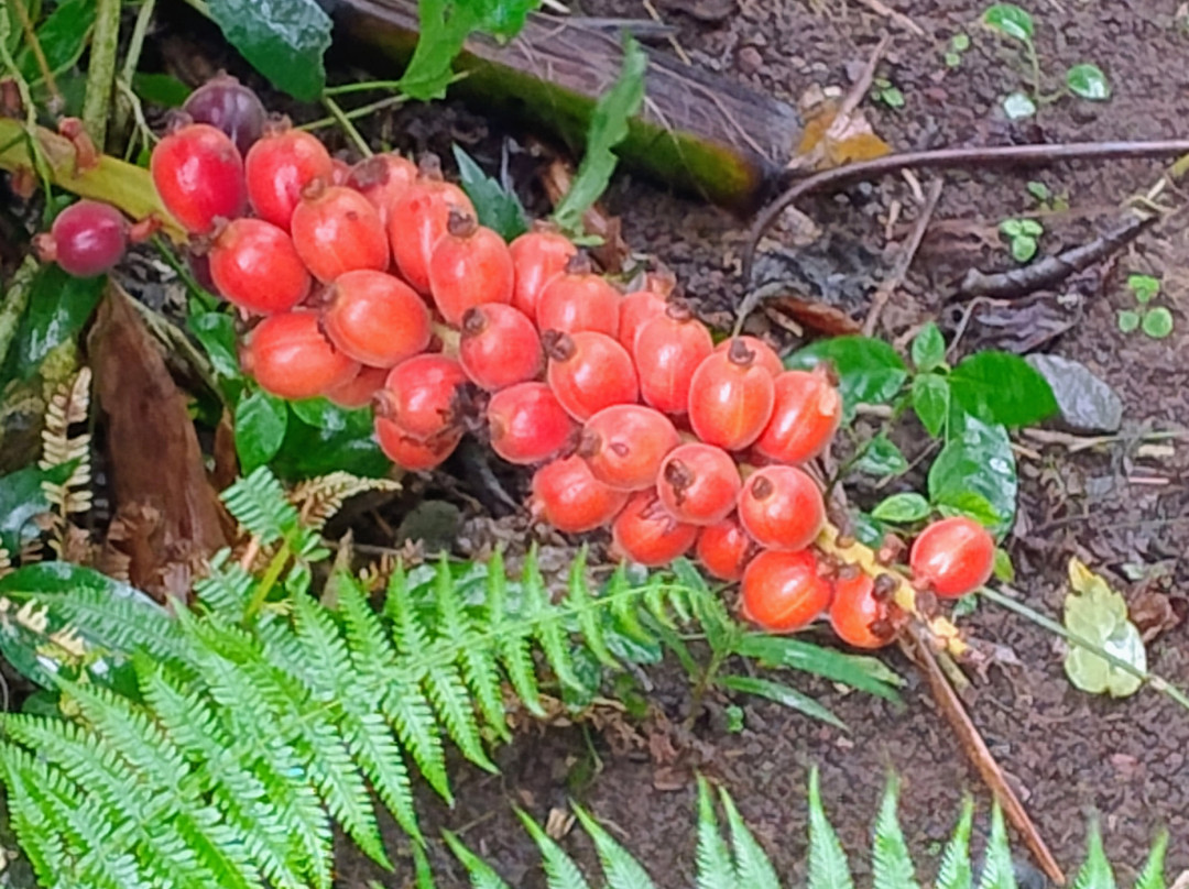 Bijagua Rainforest - Tours-Bijagua de Upala必去景点