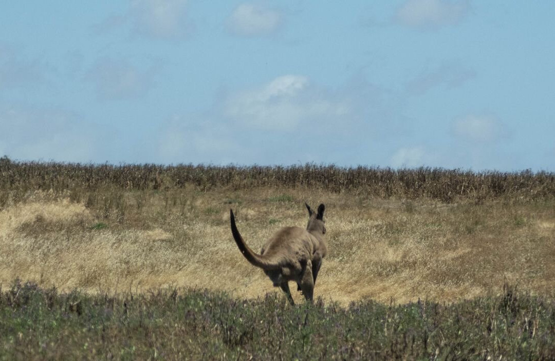 Australian Geographic Travel-悉尼必去景点