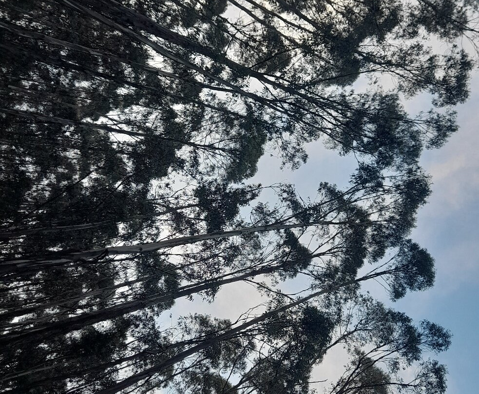 Entoto Natural Park-亚的斯亚贝巴必去景点