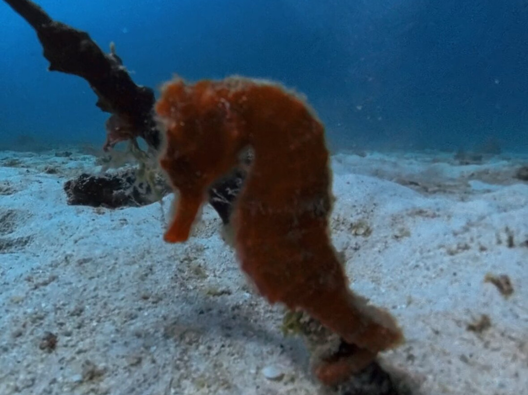 Seaduced Luxury Charters-Sunset Crest必去景点