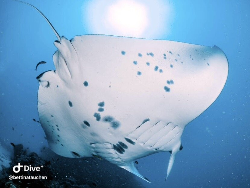 DivePoint Rannalhi-绚丽岛必去景点