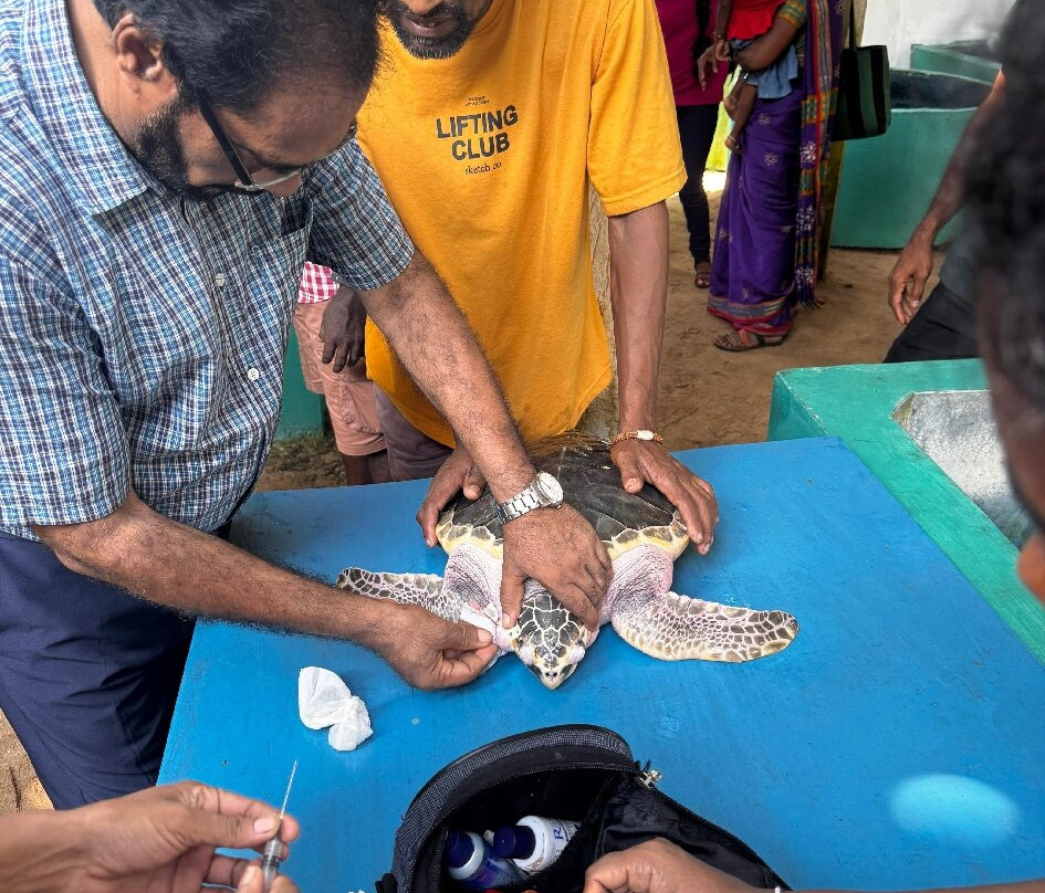 Sea Turtle Farm Galle Mahamodara-加勒必去景点
