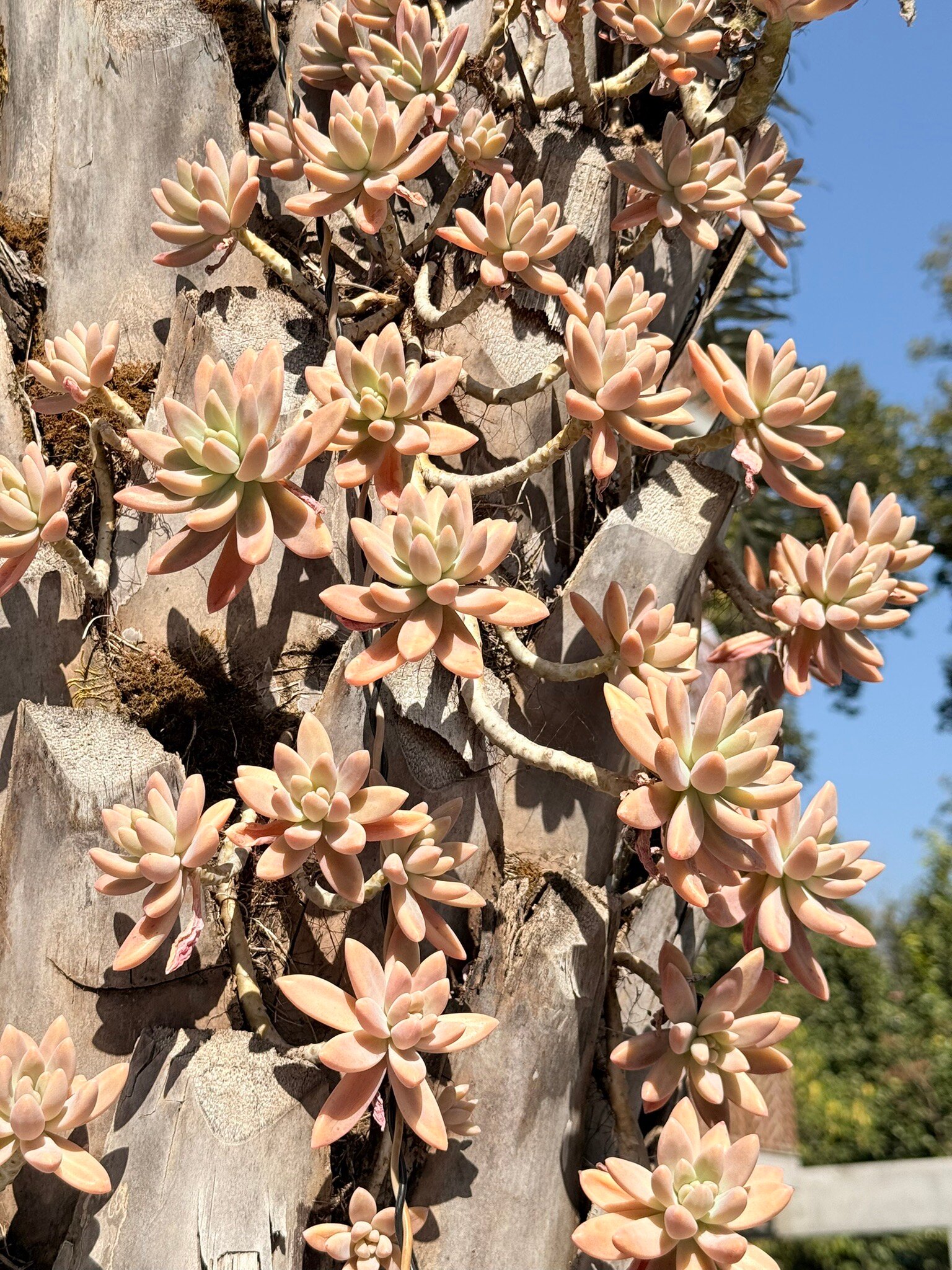 Ataraxia Crestmont Resorts And Spa-官方