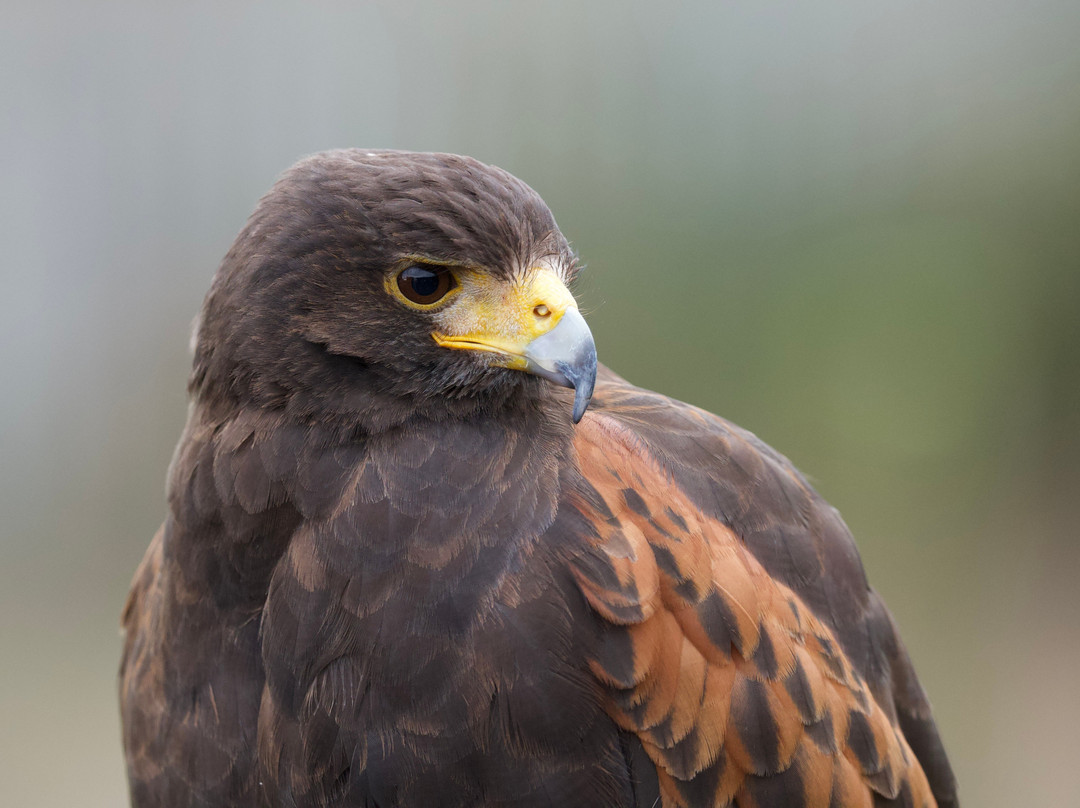 North Somerset Bird of Prey Centre-Congresbury必去景点