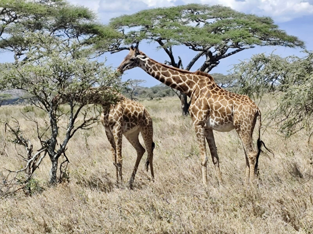 Safari Avventura-阿鲁沙必去景点