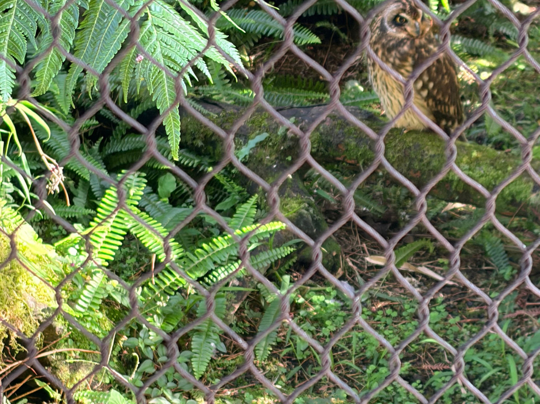 帕奈瓦热带雨林动物园-希洛必去景点