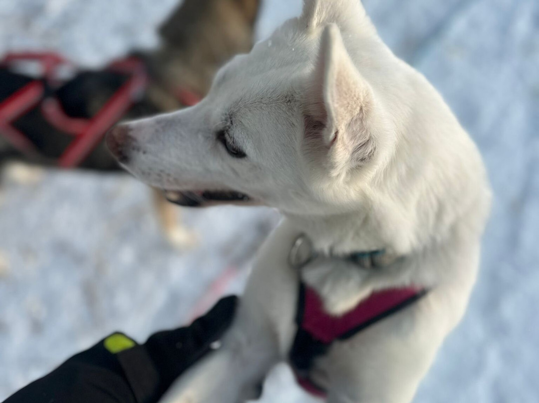 Husky & Yoga Nature-罗瓦涅米必去景点