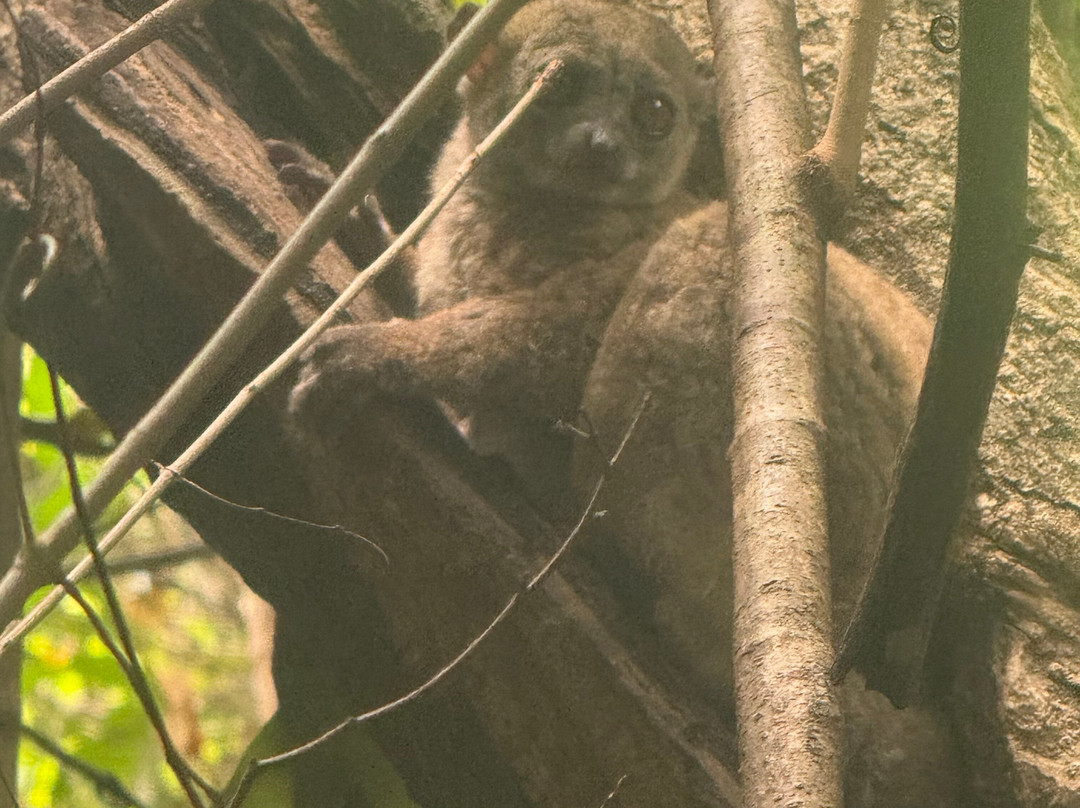 Ankarana Special Reserve-迪亚哥苏亚瑞必去景点