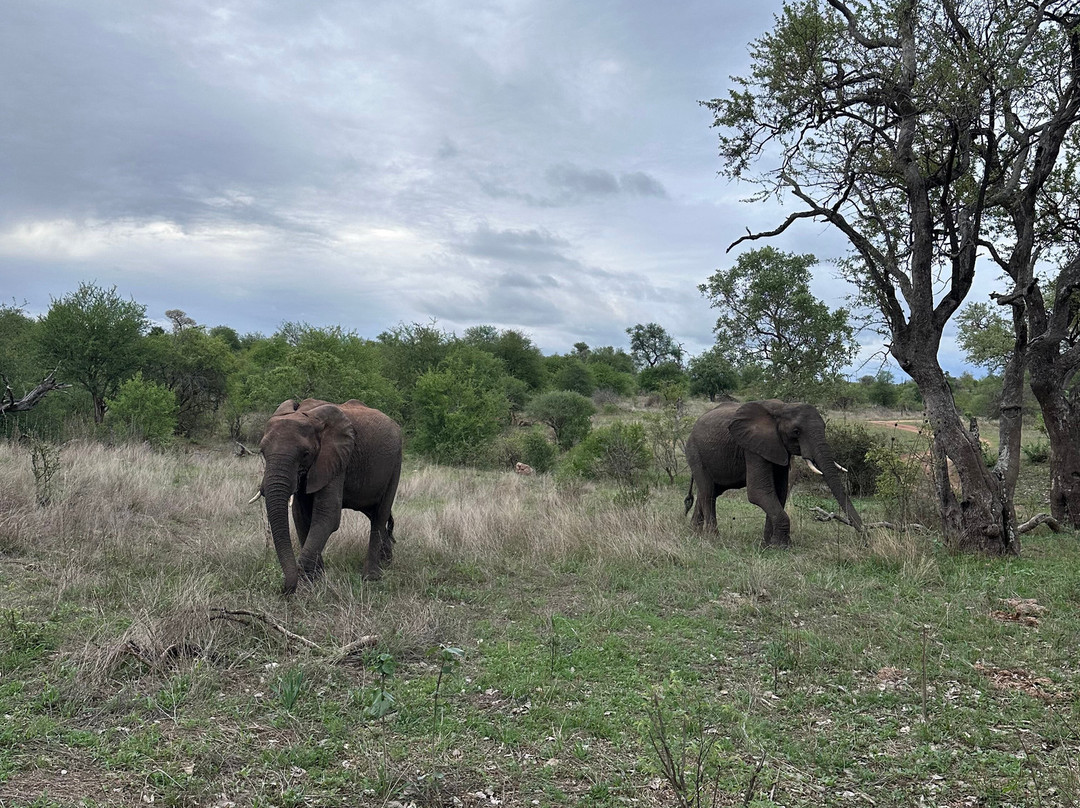 African Safari Group-开普敦必去景点
