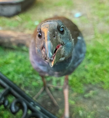 WA Wildlife-珀斯必去景点
